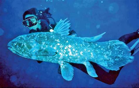 Coelacanth The Living Fossil Daily Ft