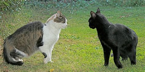 How to start a cat fight. What to Do If Your Cats Start Fighting - Pet City Vet