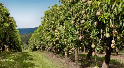 If you want to start a mango farm and make it profitable then you must learn how to plant mango tree generally about 60 mango saplings can be planted in one acre of orchard area. Honey Gold mango presence grows - Piñata Farms