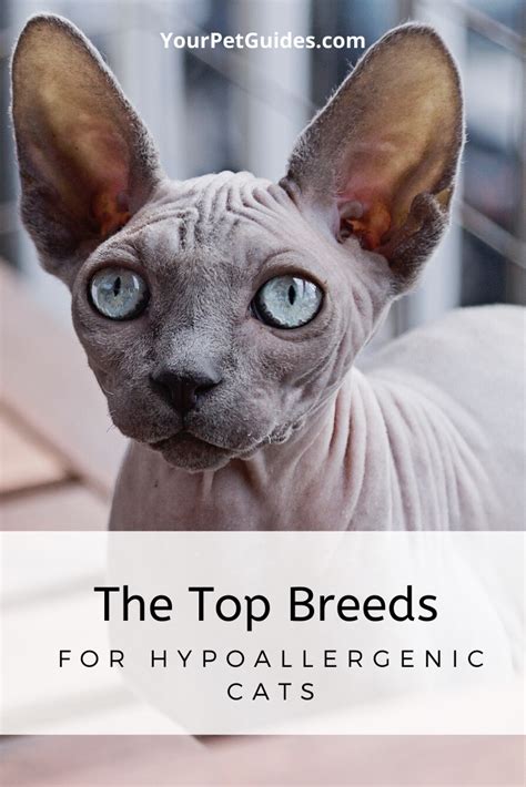 Allergic to cats and hypoallergenic dogs. Anti Allergy Cat Breeds in 2020 | Cat breeds ...