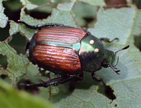 Developing Japanese Beetle Biological Control Programs Newsleaf