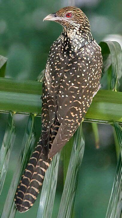Female Asian Cuckoo Birds Bird Pictures Pet Birds