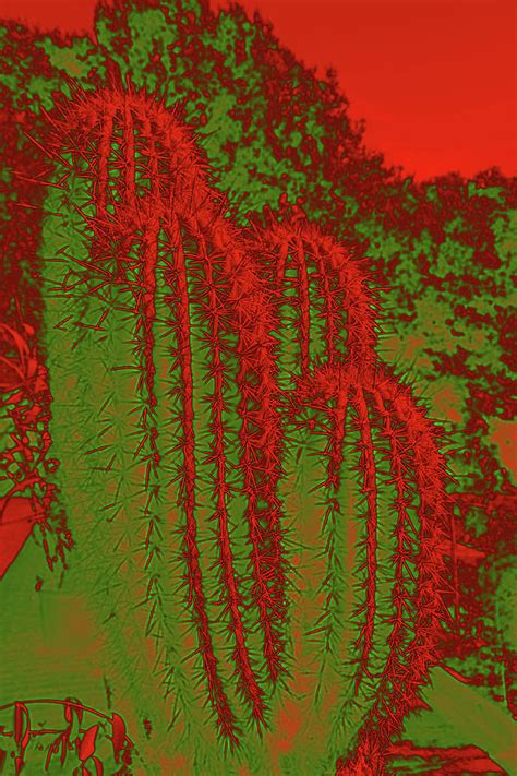 Cacti Abstract I Photograph By Christiane Schulze Art And Photography