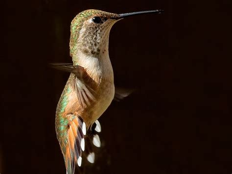 Rufous Hummingbird 3 Smithsonian Photo Contest Smithsonian Magazine