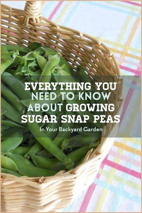 Gardening Guide Growing Sugar Snap Peas Sugar Snap Peas Snap Peas Snap Peas Garden