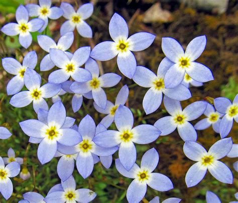 Azure Bluet Houstonia Caerulea Photographed On May 5 2018 At In