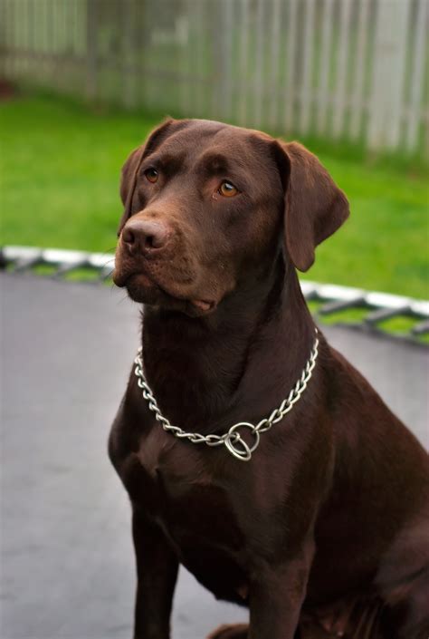 How To Buy A Chocolate Labrador 11 Steps With Pictures