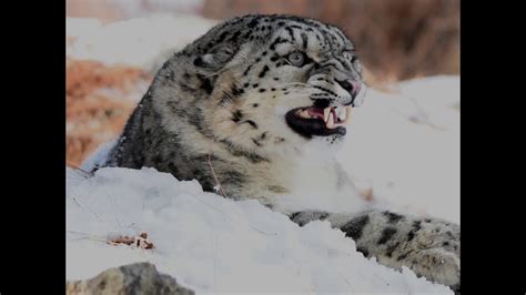 The Snow Leopard Is In Danger Youtube