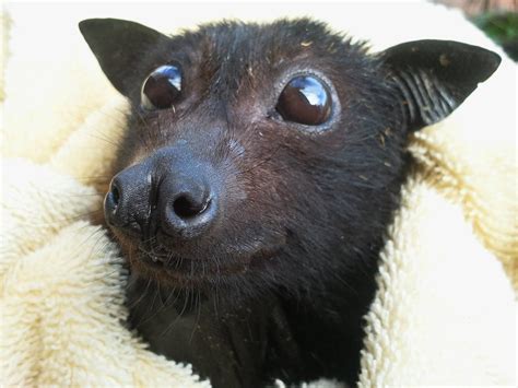 I Recently Discovered How Cute Bats Are Raww