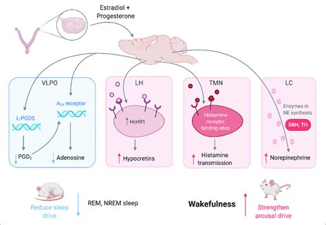 Female Sex Hormones Act On Neural Regions Associated With Sleep And Download Scientific