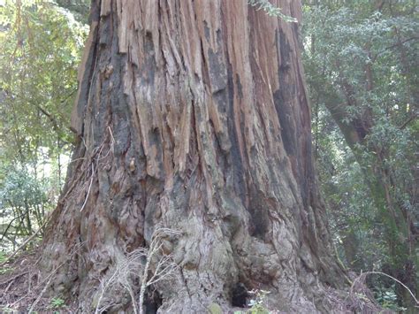 Dsc04743 Oldest Living Tree In The Redwood Forest Sunny Room Flickr