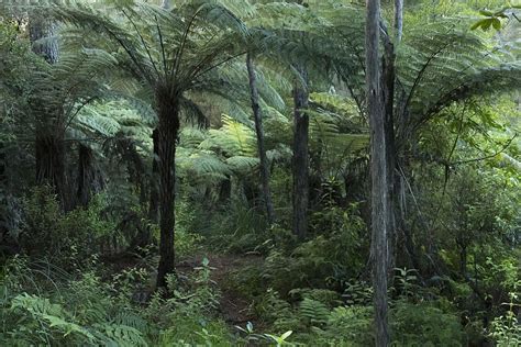 1284x2778px Free Download Hd Wallpaper Forest New Zealand Native