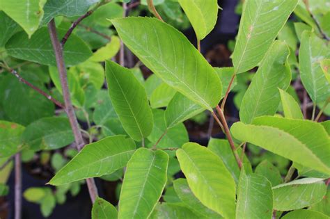 Smooth Serviceberry Leaf — Ontario Native Plant Nursery Container