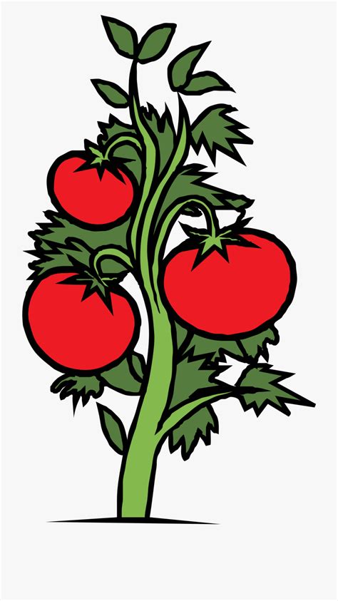 Download High Quality Tomato Clipart Plant Transparent Png Images Art