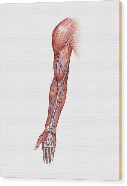 Venous System Of Upper Limb Photograph By Asklepios Medical Atlas Porn Sex Picture