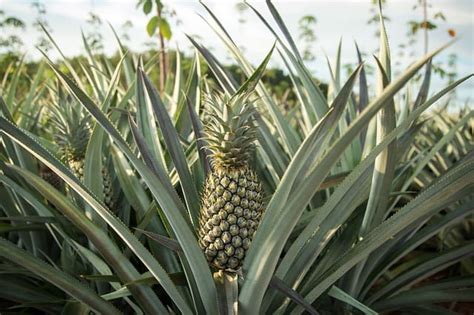 Do Pineapples Grow On Trees Gardening Channel