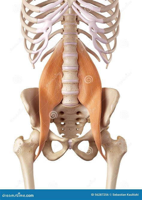 D Illustration Of The Psoas Major Muscles Anatomical Position On Xray Body Cartoondealer Com
