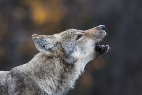 Wolfs Song Alaska Wildlife Images