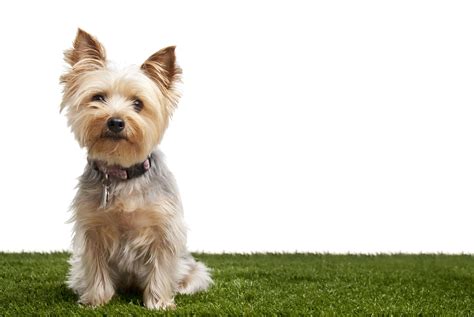 Top 8 Cute Small Dogs That Dont Shed Pets Nurturing