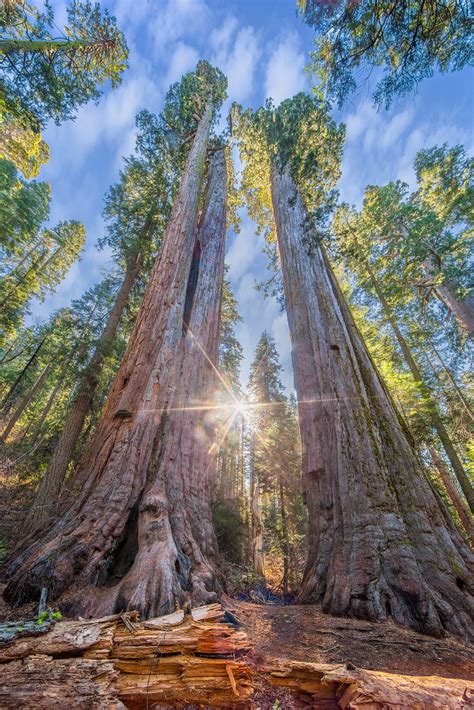 The best way to experience the big trees is by taking one of the many trails throughout the park and campground. Calaveras Big Trees State Park - Arnold, CA | This image ...