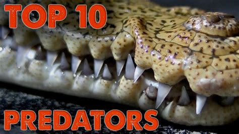 Top 10 Predators Of North America Youtube