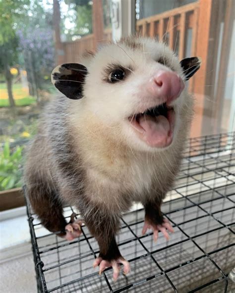 1073 отметок Нравится 11 комментариев — Opossums And Other Friends