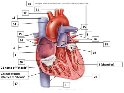 Interior Heart Model Labeled