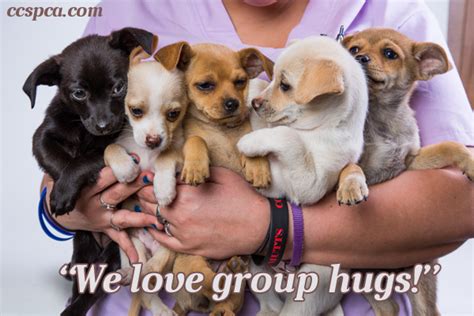 Cute Puppy Caption We Love Group Hugs Central California Spca