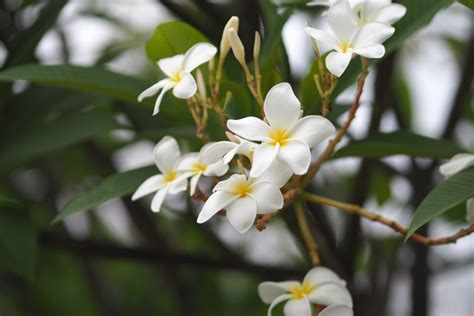 10 Fragrant Houseplants To Keep Your Home Smelling Sweet Cook It