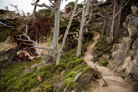 Point Lobos California State Park