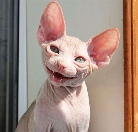 Cat Facts Fascinating Facts About Hairless Cats CatTime Смеющиеся животные Милые котики