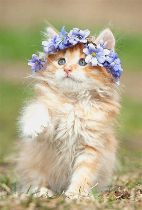 Flower Kitty Cute Cats And Kittens Baby Cats Kittens Cutest Pretty