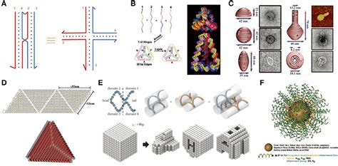 Frontiers Rationally Designed Dna Nanostructures For Drug Delivery