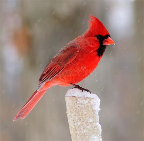 Winter Northern Cardinal Stock Image Image Of Cardinal 38778757