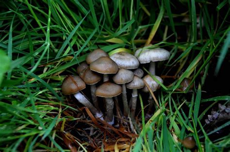 13 Types Of Psilocybin Mushrooms To Know