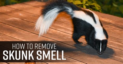 How to Get Rid of Skunk Spray - Simple Green