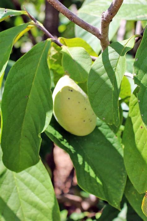 How To Grow And Care For Pawpaw Trees Gardeners Path