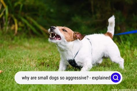 Why Are Small Dogs So Aggressive Explained Oodle Life