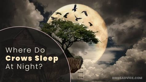 Where Do Crows Sleep At Night Birds Advice
