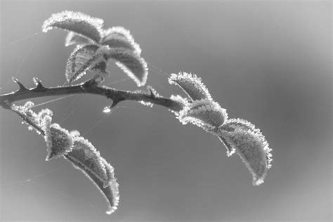 Free Images Nature Branch Snow Winter Black And White Leaf