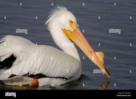 American White Pelican Breeding Plumage Stock Photo Alamy