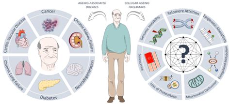 Biology Of Ageing And Ageing Related Diseases