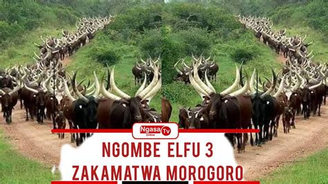 Vita Ya Wavugaji Ngombe Elfu 3 Zashikiliwa Morogoro Mwenyekiti