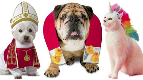 Customize your coverage with what is accident and illness coverage? Every thing You Have to Know About Pet Insurance coverage ...