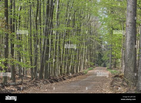 frühlingswald wald weg waldweg forstweg natur buche buchen buchenwald frühling frühjahr