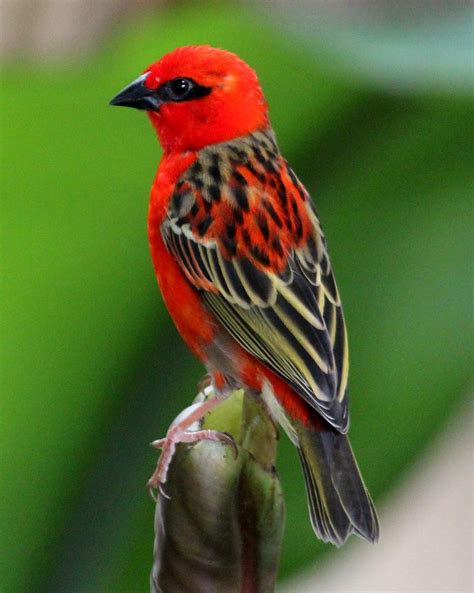 Madagascar Red Fody Beautiful Birds Most Beautiful Birds Colorful Birds