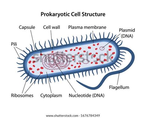 Prokaryotic Cell Structure Corresponding Designations Microbiology