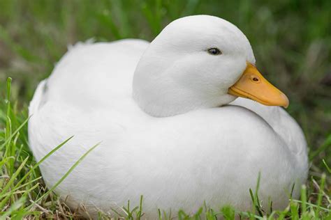 Call Duck Breed Everything You Need To Know