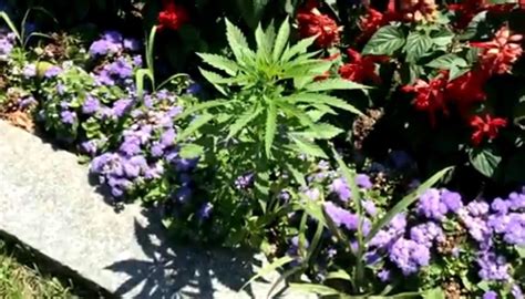 More Than 30 Cannabis Plants Found In Vermont Statehouse Garden Newshub