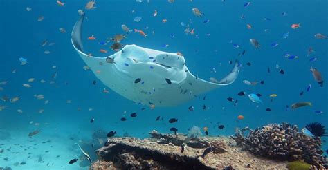 Manta Ray Great Barrier Reef Good Nature Travel Blog